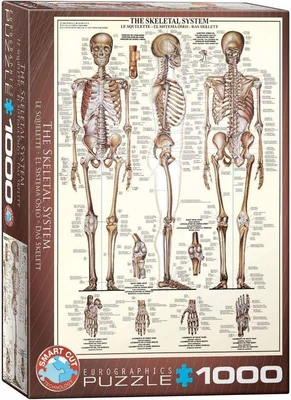 Skeletal System (Human Body)