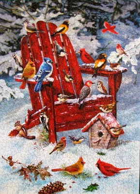 Adirondack Birds