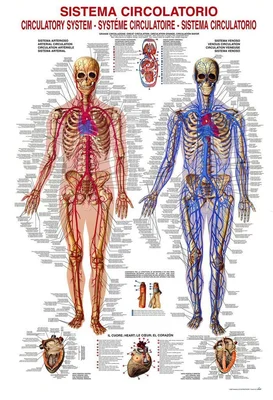 CIRCULATORY SYSTEM