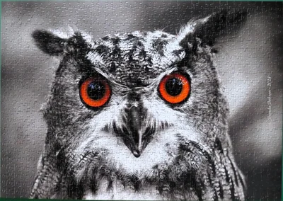 Curious Owl