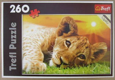 Lion Whelp