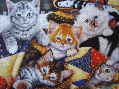 Cozy Kittens