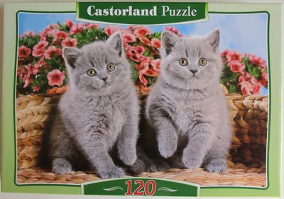 British Shorthair Kittens