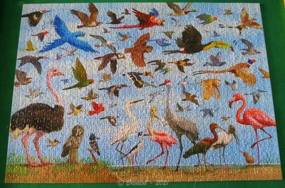 All The Birds