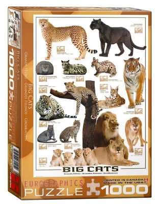 Big Cats