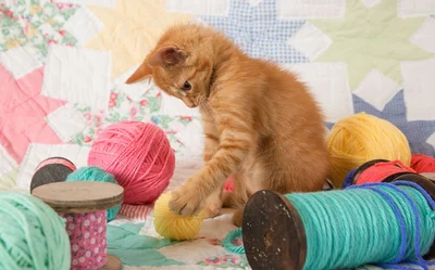 Kitty Plays Ball