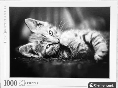 Kitty