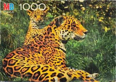 Leopards