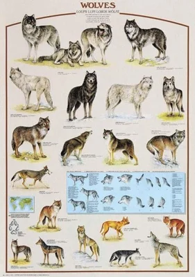 WOLVES