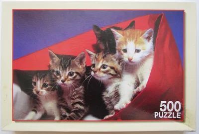 Junge Hauskatzen