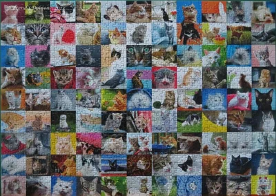 99 Cute Cats