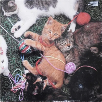 Kittens