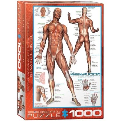 The Muscular System