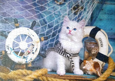 Captain Kitten