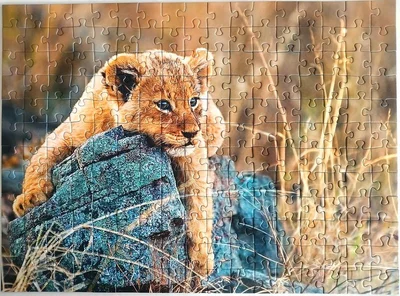 Little Lion