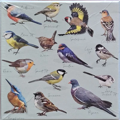 No title (birds)