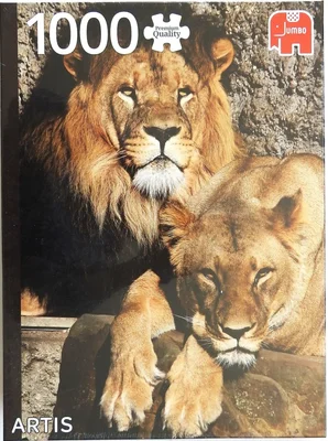 Lions from Artis Zoo, Amsterdam