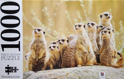 Meerkat Family
