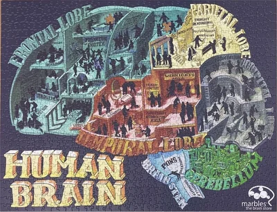 Human Brain