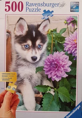 Cute Husky