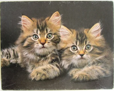 Little Whiskers
