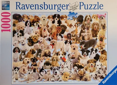Dogs Galore!