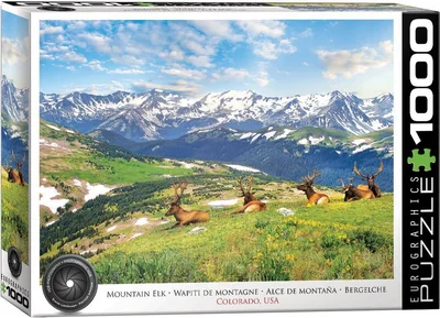 Mountain Elk