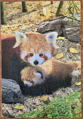 Red Panda