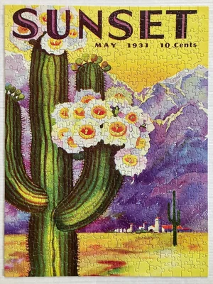 Cactus Bloom