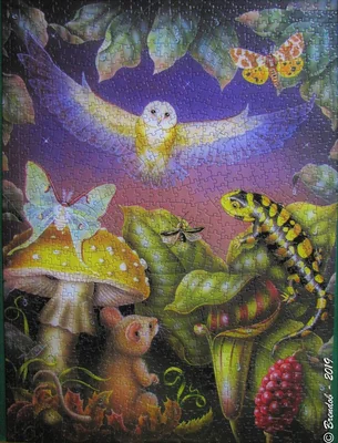 Night Owl