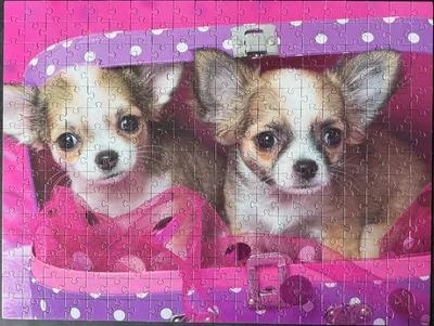 Chihuahua Cuties
