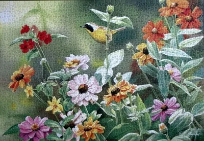 Yellowthroat & Zinnias