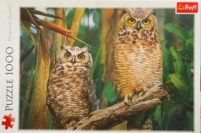 Owls