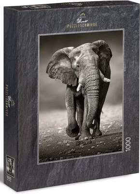 Elephant