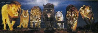 Big Cats