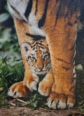 Bengal Tiger Cub