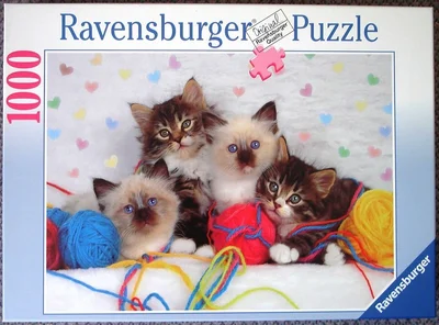 Kitten Quartet