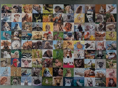 99 Funny Animals