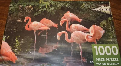Flamboyance of Flamingos