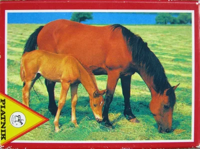 Horses
