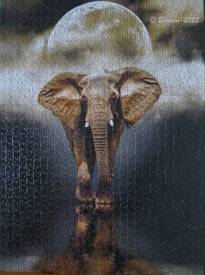 The Elephant