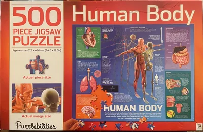 Human Body