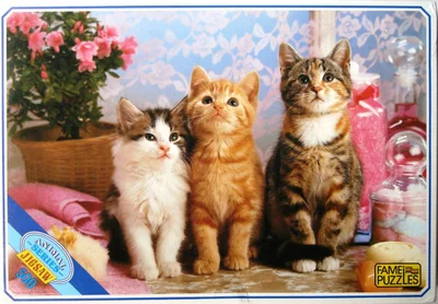 F 500 Animals