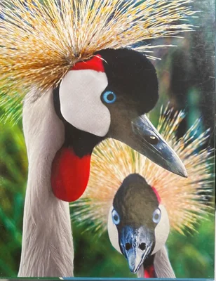 Crowned Cranes