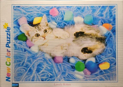 Lovely Kitten
