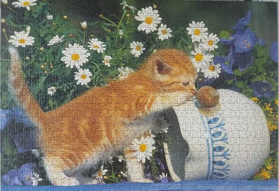 Curious Kitten