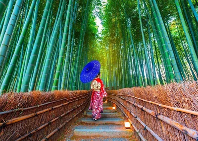 Asian Woman in Bamboo Forest