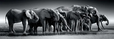 Herd of Giants Panorama