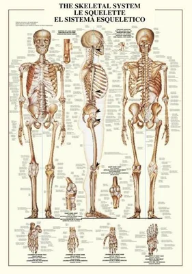 THE SKELETAL SYSTEM