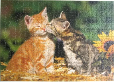 Kitty Love